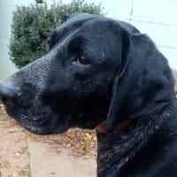 Sombra, perro en adopción