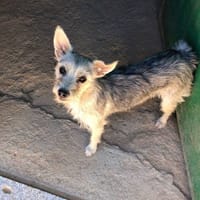 Pitu, perra en adopción