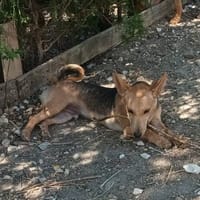 Aitor, perro en adopción