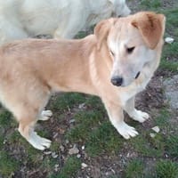 Dani, perro en adopción