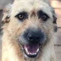 Tuna, perra en adopción