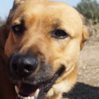 Gala, perra en adopción