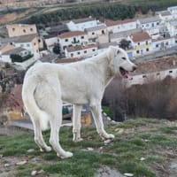David, perro en adopción