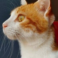 Dorito, {género}