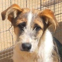 Vega, perra en adopción
