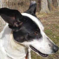 Kiara, perra en adopción