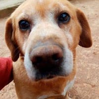 Río, perro en adopción