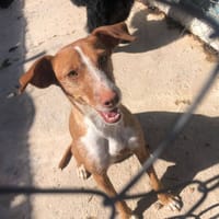 Senda, perra en adopción