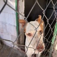 Angelito, perro en adopción