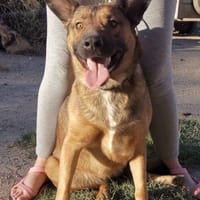 Lola, perra en adopción