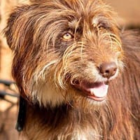 Miel, perra en adopción