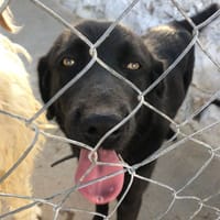 Dana, perra en adopción
