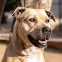 Kayla, perra en adopción