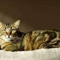 Romeo, {género}