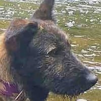 Torga, perro en adopción