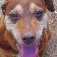Curro, perro en adopción