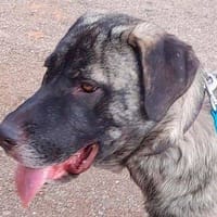 Texas, perra en adopción