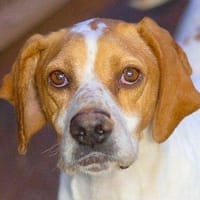Sesmera, perra en adopción