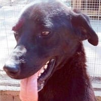 Hodor, perro en adopción