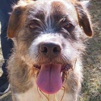 Lucas, perro en adopción