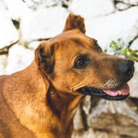 Janeiro, perro en adopción