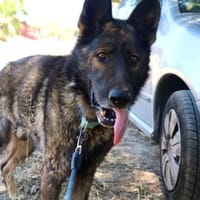 Sable, perro en adopción