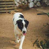 Bella, perra en adopción