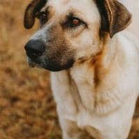 Enda, perra en adopción