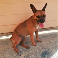 Chispa, perra en adopción