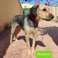 Moskova, perra en adopción