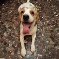 Dumbo, perro en adopción