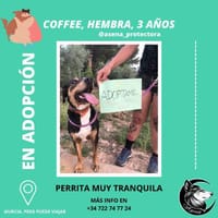 Coffee, perra en adopción