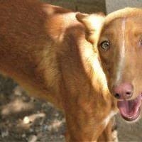 Sáhara, perra en adopción