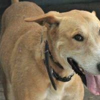 Messi, perro en adopción