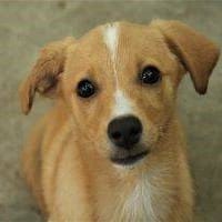 Kira, perra en adopción