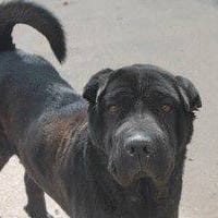 Magui, perra en adopción