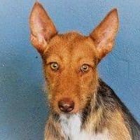 Pax, perra en adopción