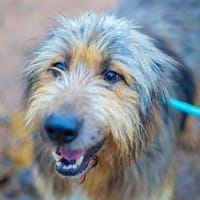 Luki, perro en adopción