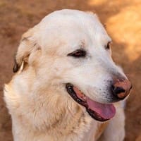 Greta, perra en adopción