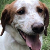 Rocky, perro en adopción