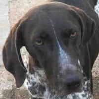 Niebla, perra en adopción