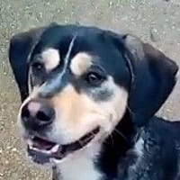 Buffi, perro en adopción