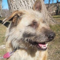 Alba, perra en adopción