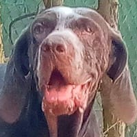Niña, perra en adopción