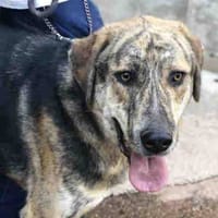 Cooper, perro en adopción