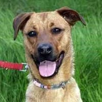 Berta, perra en adopción