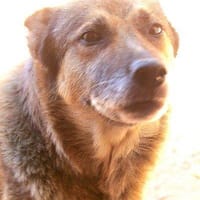 Geisha, perra en adopción