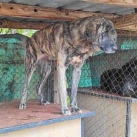 Roxy, perra en adopción