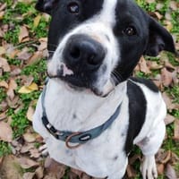 Panettone, perro en adopción