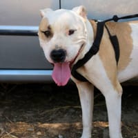 Bollo, perro en adopción